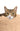 Pet2go Image Antiestres_perro_4_beige.jpg
