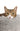 Pet2go Image Antiestres_perro_4_gris_claro.jpg