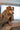 Pet2go Image Cobija para mascotas - Pet2Go -