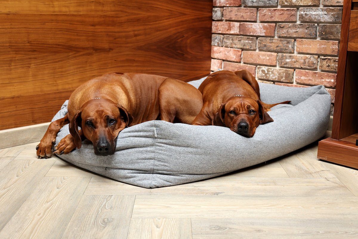 https://pet2go.mx/cdn/shop/articles/8-tips-para-lavar-las-camas-para-perros-288133.jpg?v=1719949479