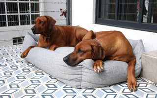 Pet2go Image 🐶 ¿Cómo elegir la cama perfecta para tu perro según su edad y tamaño? - Pet2Go