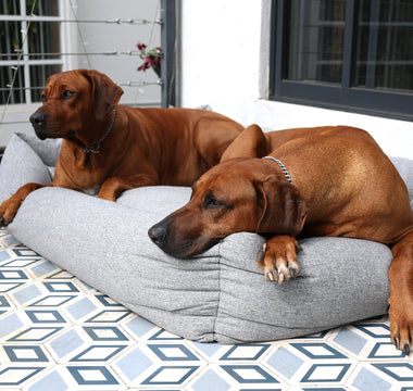 Pet2go Image 🐶 ¿Cómo elegir la cama perfecta para tu perro según su edad y tamaño? - Pet2Go