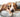 Pet2go Image ¿Por qué es importante que la cama de tu perro sea 100% lavable? - Pet2Go
