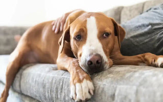 Pet2go Image ¿Por qué es importante que la cama de tu perro sea 100% lavable? - Pet2Go