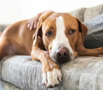 Pet2go Image ¿Por qué es importante que la cama de tu perro sea 100% lavable? - Pet2Go