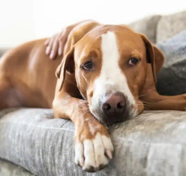 Pet2go Image ¿Por qué es importante que la cama de tu perro sea 100% lavable? - Pet2Go