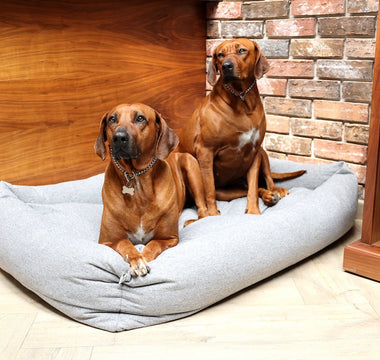 Pet2go Image ¿Por qué una cama antiestrés para perro es la mejor inversión? - Pet2Go
