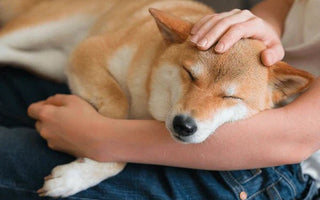 Pet2go Image ¿Sabes cuándo cambiar la cama de tu perro? Descubre las señales para renovar su cama y mejorar su descanso y salud - Pet2Go
