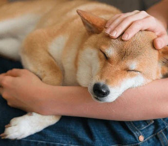 Pet2go Image ¿Sabes cuándo cambiar la cama de tu perro? Descubre las señales para renovar su cama y mejorar su descanso y salud - Pet2Go