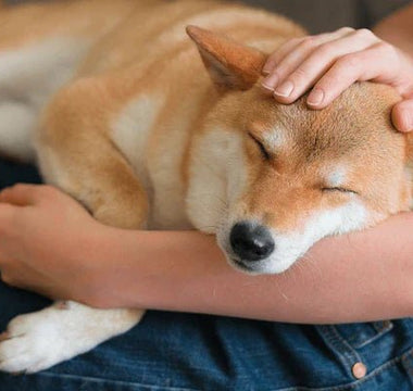 Pet2go Image ¿Sabes cuándo cambiar la cama de tu perro? Descubre las señales para renovar su cama y mejorar su descanso y salud - Pet2Go