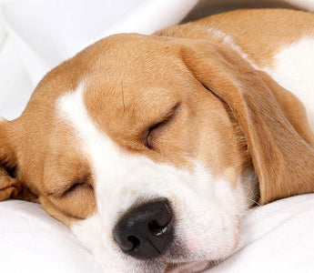 Pet2go Image Tips para que tu perro duerma mejor por la noche - Pet2Go
