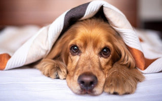 Pet2go Image ¿Tu perro ignora su cama nueva? Aprende cómo acostumbrar a tu perro a dormir en su cama con estos consejos prácticos y efectivos - Pet2Go