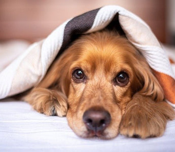 Pet2go Image ¿Tu perro ignora su cama nueva? Aprende cómo acostumbrar a tu perro a dormir en su cama con estos consejos prácticos y efectivos - Pet2Go
