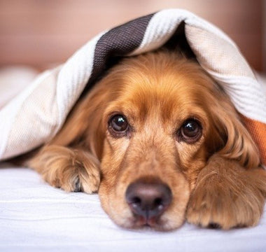 Pet2go Image ¿Tu perro ignora su cama nueva? Aprende cómo acostumbrar a tu perro a dormir en su cama con estos consejos prácticos y efectivos - Pet2Go
