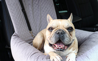 Pet2go Image Viajar con tu perro: tips para un trayecto cómodo y seguro - Pet2Go