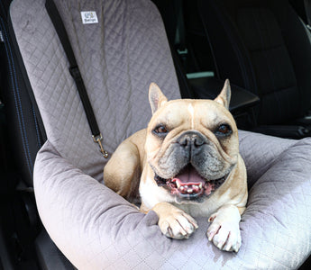 Pet2go Image Viajar con tu perro: tips para un trayecto cómodo y seguro - Pet2Go