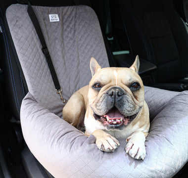 Pet2go Image Viajar con tu perro: tips para un trayecto cómodo y seguro - Pet2Go