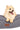 Pet2go Image Close-up Perro pomerania descansando sobre cama Style Mediana Pet2Go gris oscuro con tela de tapicería resistente y relleno distribuido uniformemente.